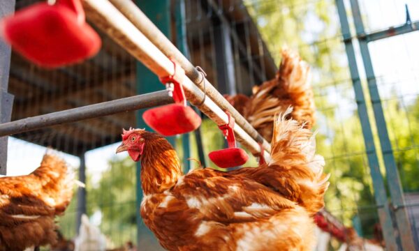 ferma drobiu Mełgiew