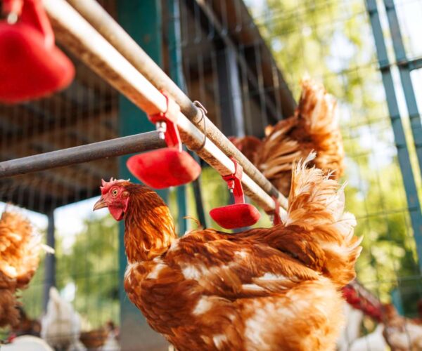 ferma drobiu Mełgiew