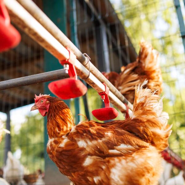 ferma drobiu Mełgiew