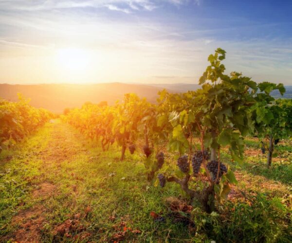 wino ekologiczne