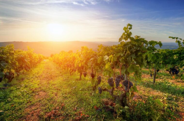 wino ekologiczne