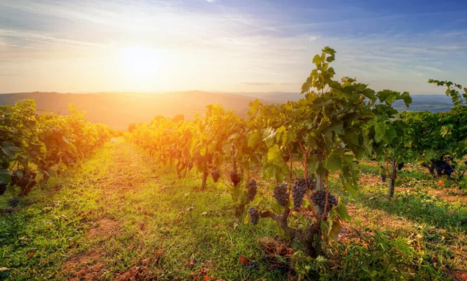 wino ekologiczne