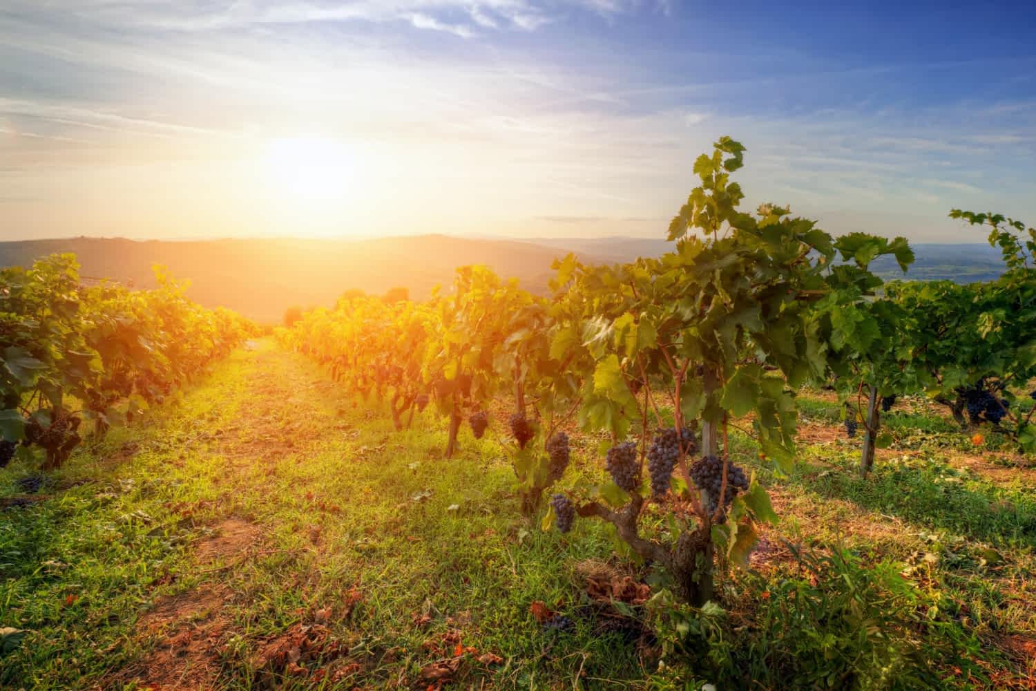 wino ekologiczne