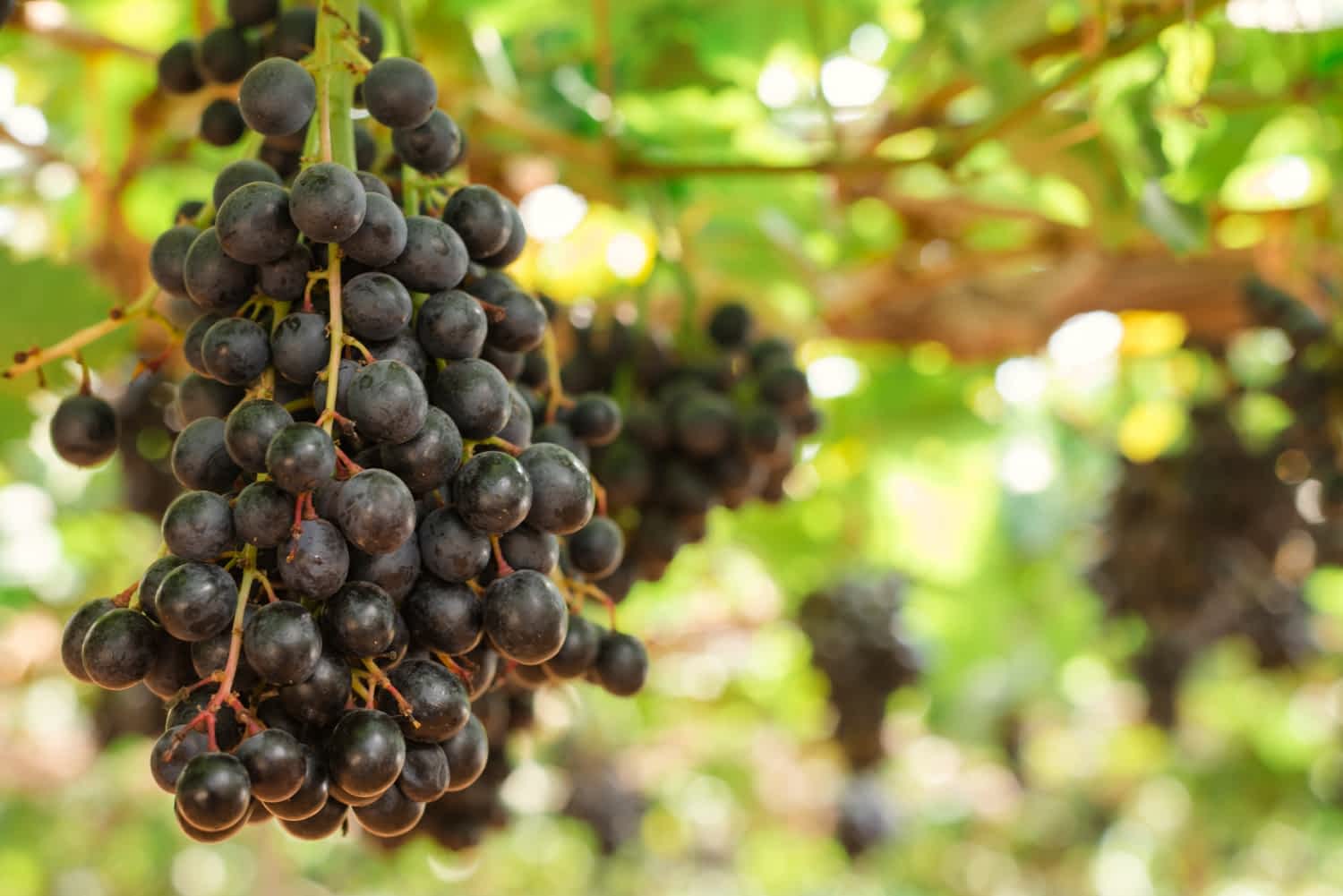 wino ekologiczne