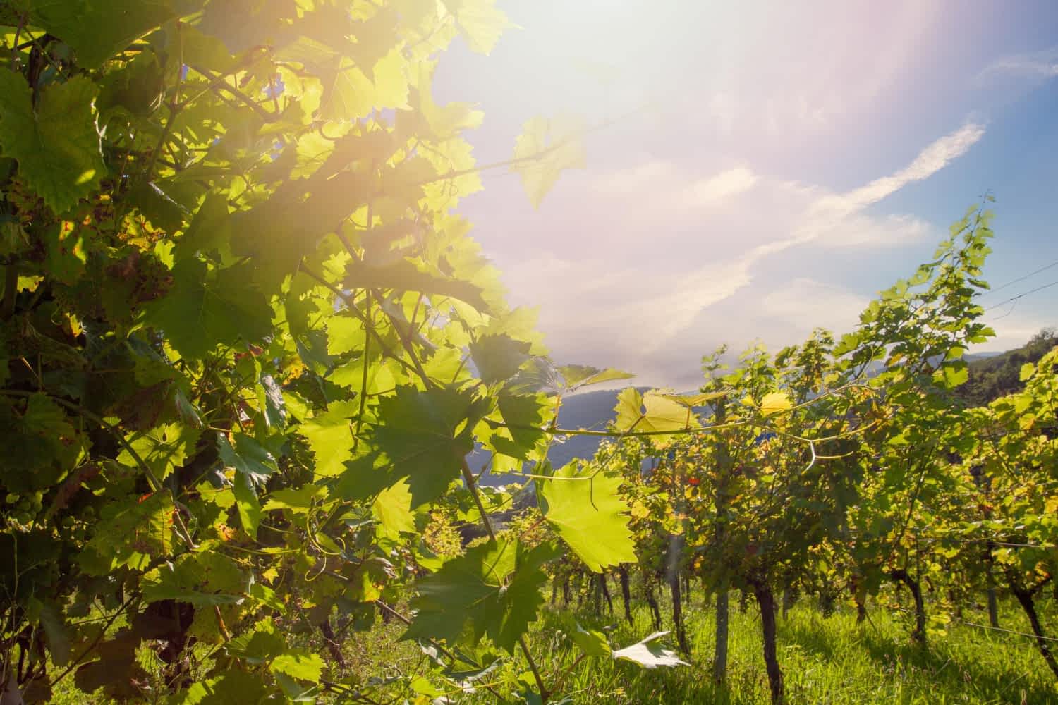 wino ekologiczne